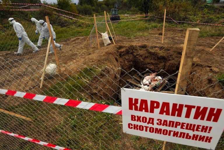 Сибирский разлом: как борьба фермеров за скот обнажила кризис доверия к власти